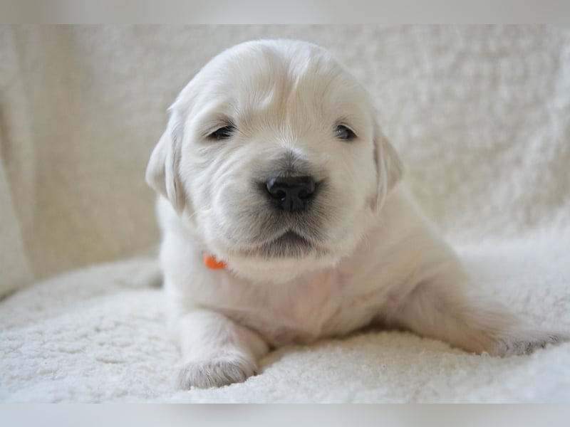 Golden Retriever Welpen mit Ahnentafel Abgabe 04. Juli