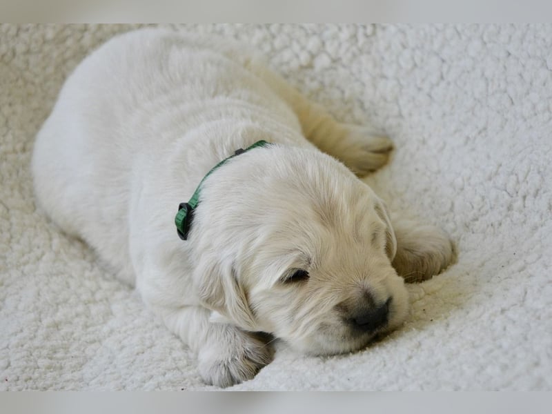 Golden Retriever Welpen mit Ahnentafel Abgabe 04. Juli