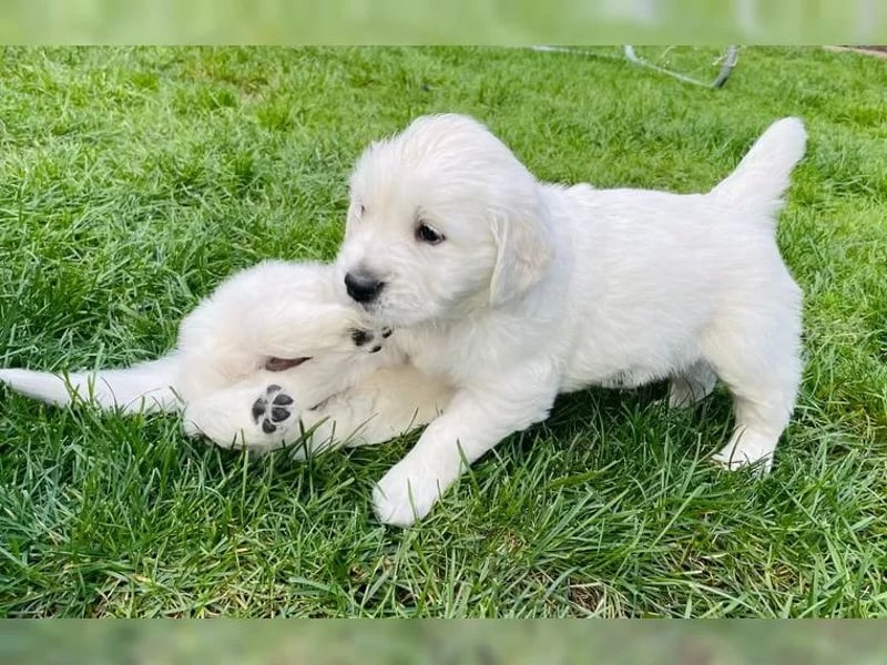 Golden Retriever Welpen mit Ahnentafel und Gesundheitszeugnis
