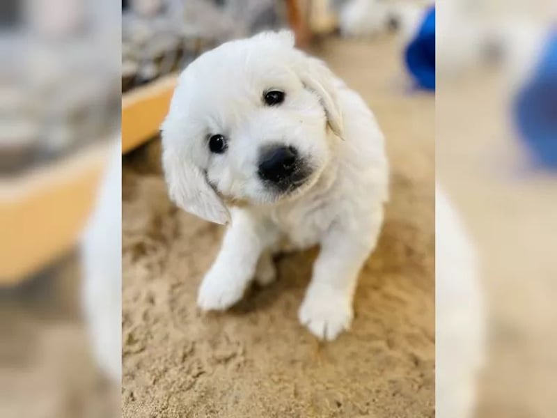 Golden Retriever Welpen mit Ahnentafel und Gesundheitszeugnis