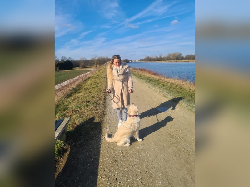 Golden Retriever Mädchen