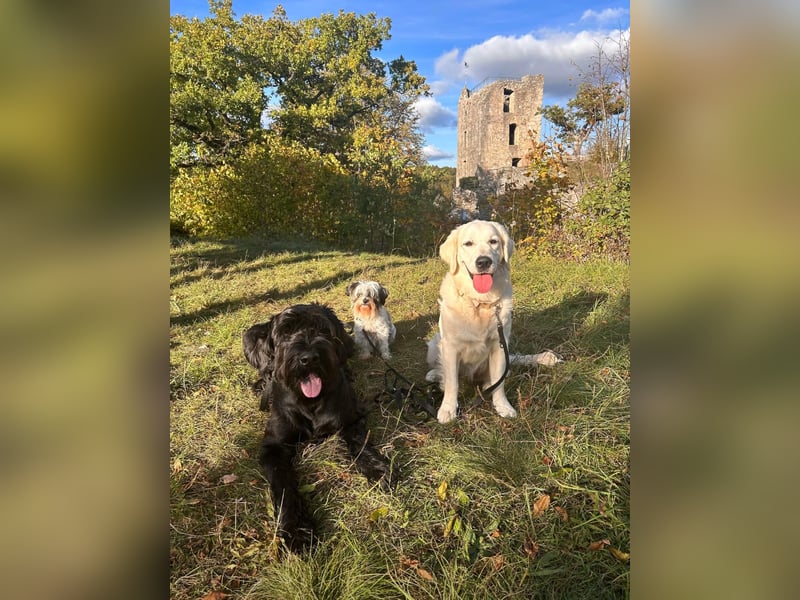 Golden Retriever Mädchen