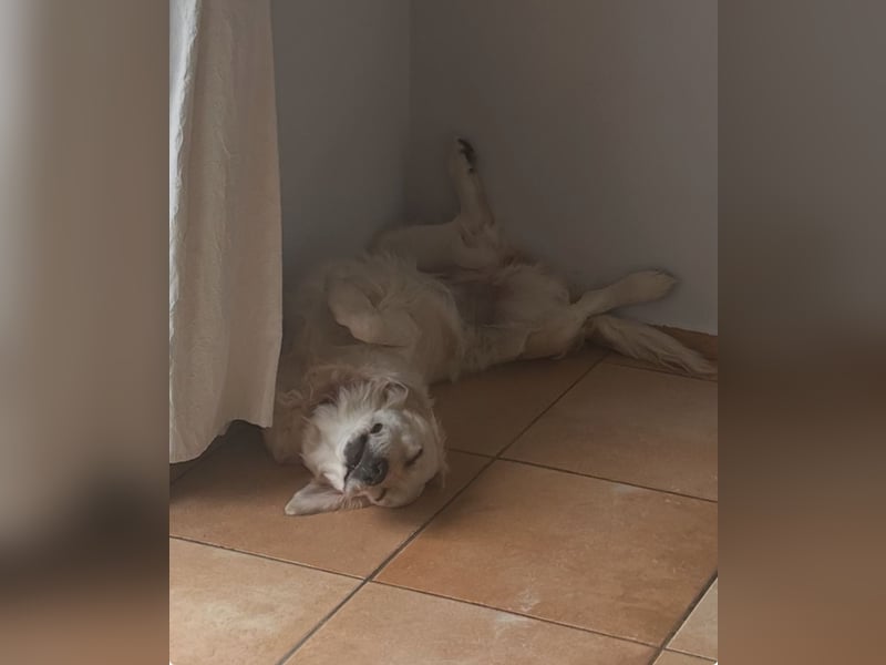 Golden Retriever Mädchen