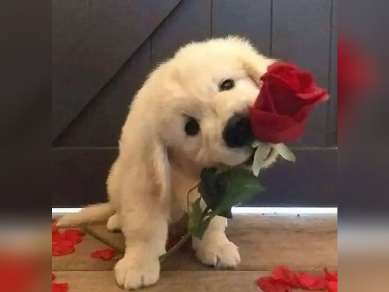 Golden Retriever Welpen zu Weihnachten zu Verschenken.
