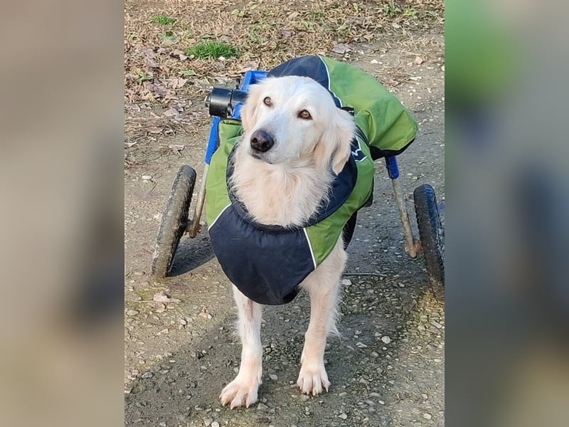 MOIRA, eine ganz große Kämpferin sucht liebevolle Menschen