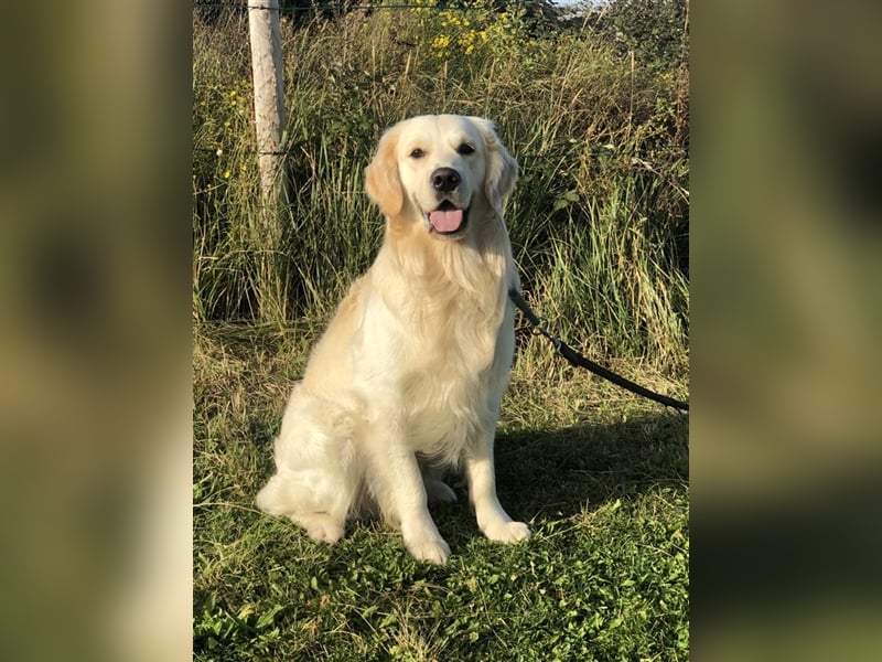 Golden Retriever Deckrüde Anton