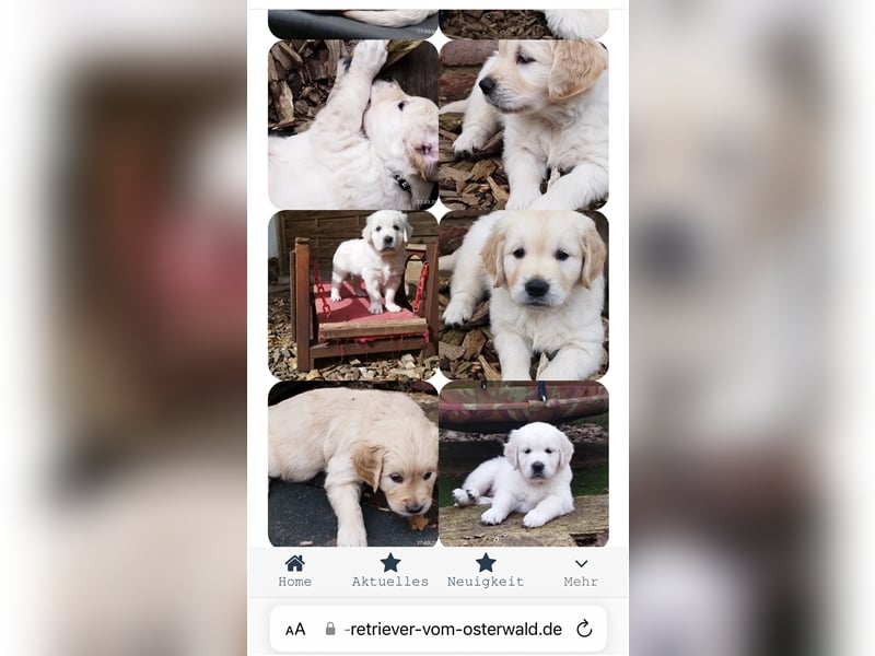 Golden Retriever Deckrüde