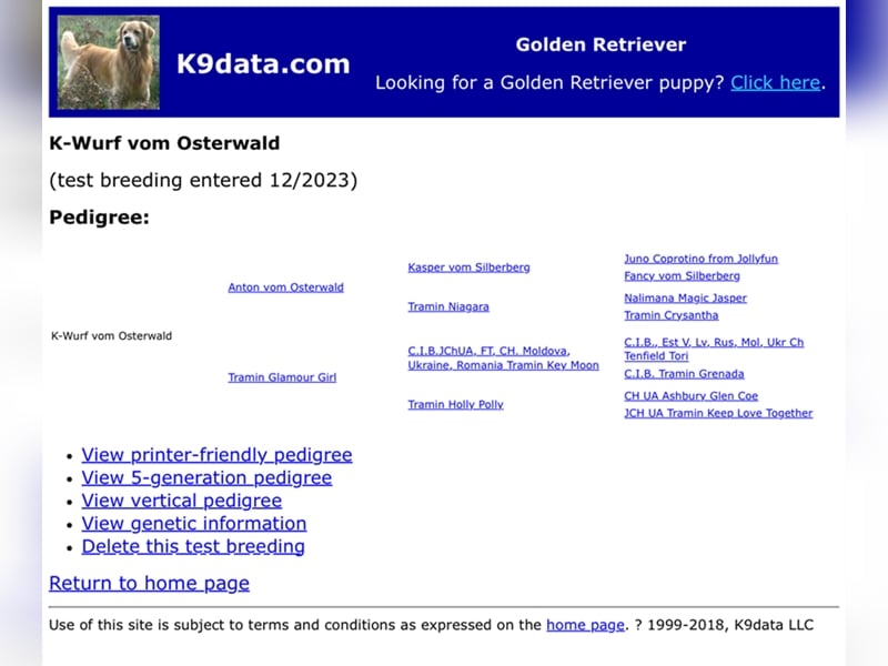 Golden Retriever Deckrüde