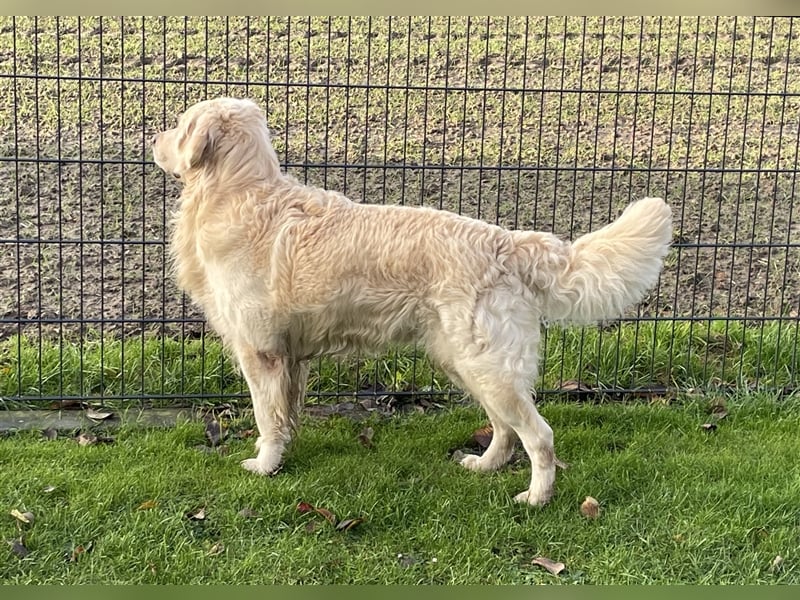 Golden Retriever Deckrüde