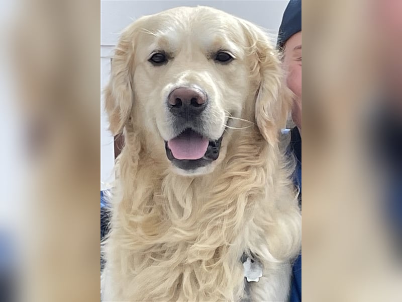 Golden Retriever Deckrüde Anton