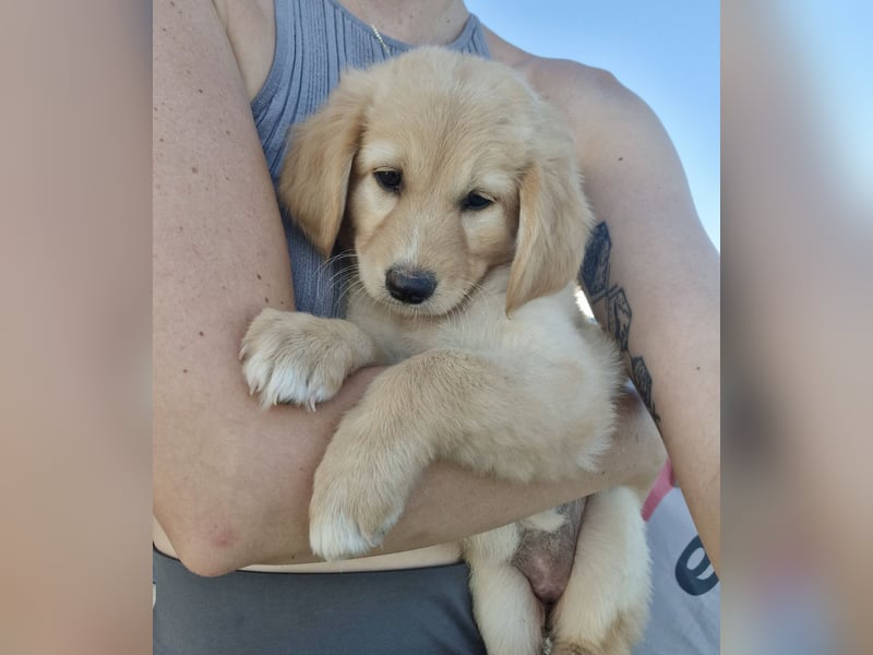 Golden Retriever Mix LILLY (geb. Juni 2026) sucht eine Familie!