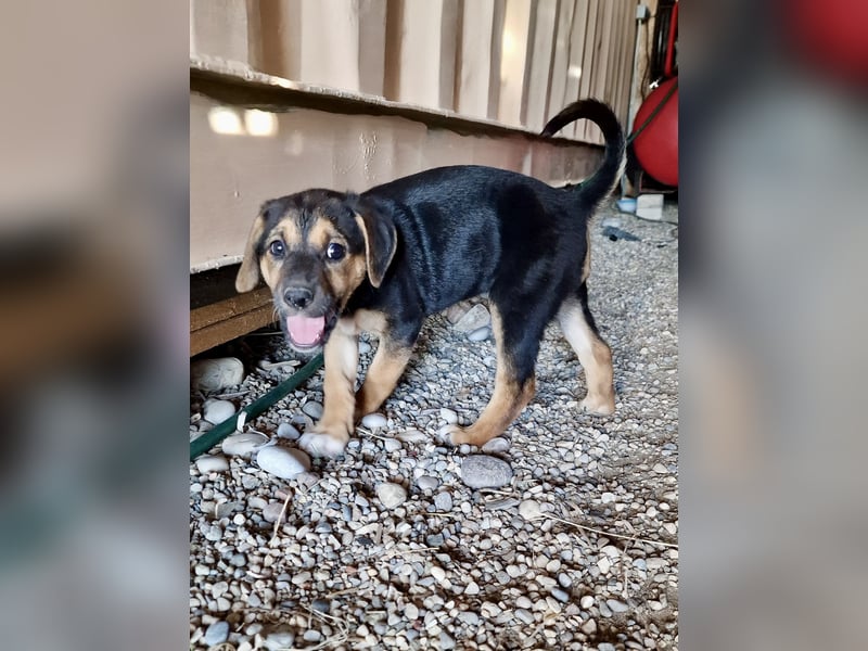 Golden Retriever Mix COCO (geb. Juni 2026) sucht eine Familie!