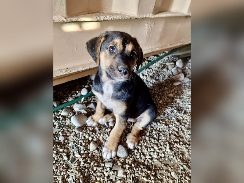 Golden Retriever Mix COCO (geb. Juni 2026) sucht eine Familie!