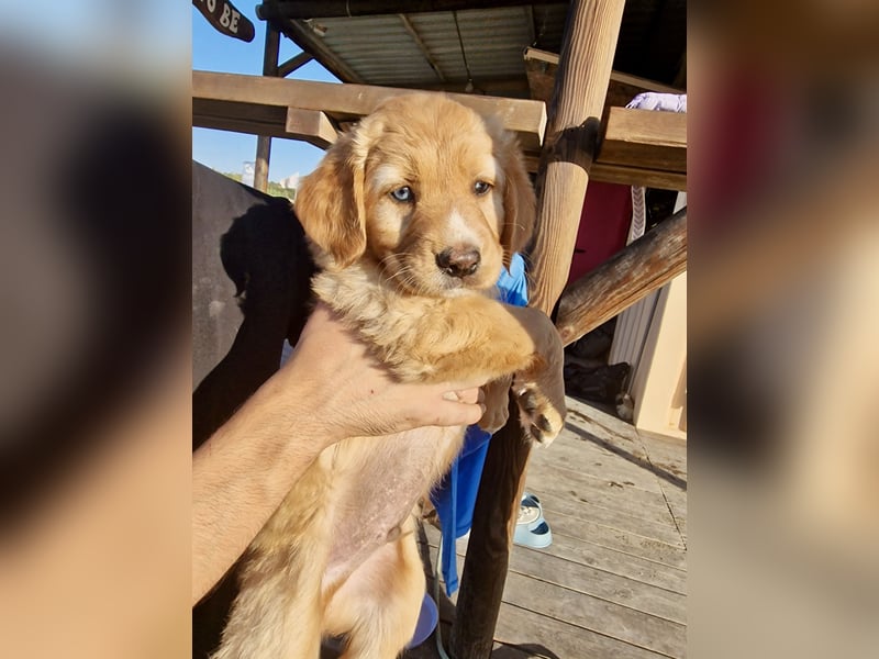 Golden Retriever Mix BEN (geb. Juni 2026) sucht eine Familie!