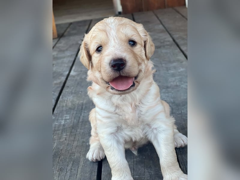 Retriever Mix FELIX (geb. Juni 2026) sucht eine Familie!
