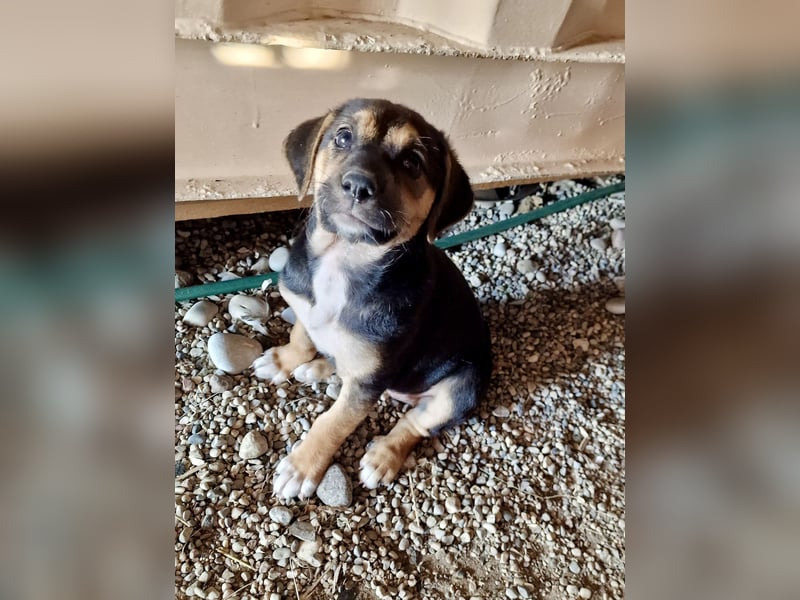 Golden Retriever Mix COCO (geb. Juni 2026) sucht eine Familie!