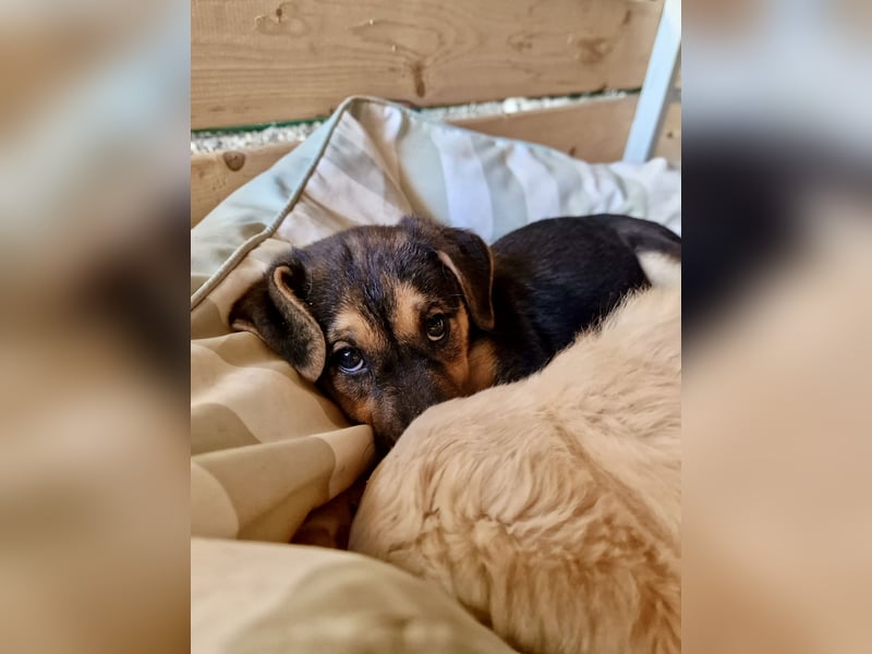 Golden Retriever Mix COCO (geb. Juni 2026) sucht eine Familie!