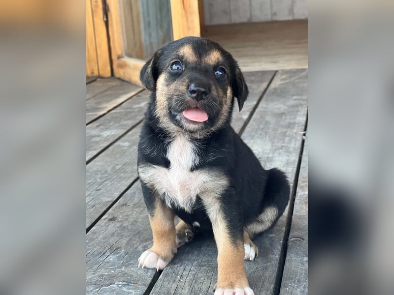 Golden Retriever Mix COCO (geb. Juni 2026) sucht eine Familie!
