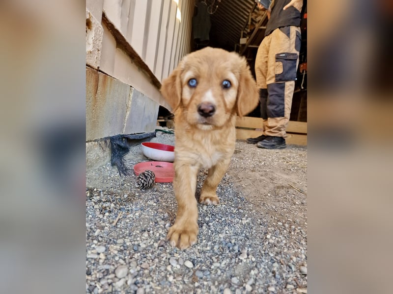 Golden Retriever Mix BEN (geb. Juni 2026) sucht eine Familie!