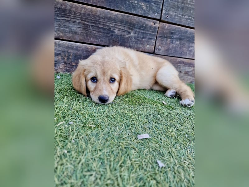Golden Retriever Mix LILLY (geb. Juni 2026) sucht eine Familie!