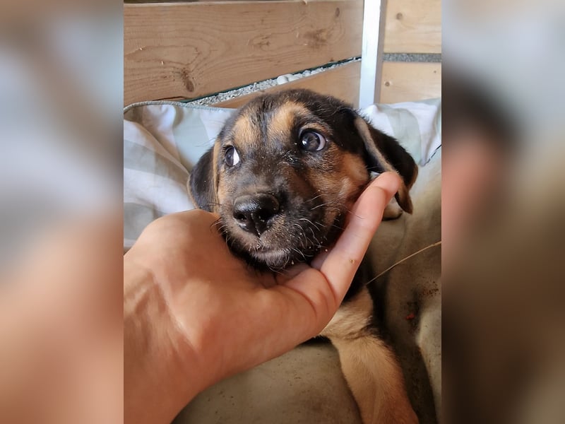 Golden Retriever Mix COCO (geb. Juni 2026) sucht eine Familie!