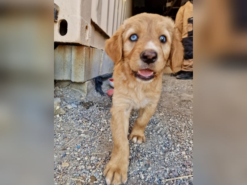 Golden Retriever Mix BEN (geb. Juni 2026) sucht eine Familie!