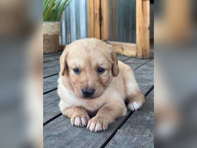 Golden Retriever Mix LILLY (geb. Juni 2026) sucht eine Familie!