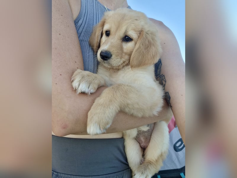 Golden Retriever Mix LILLY (geb. Juni 2026) sucht eine Familie!