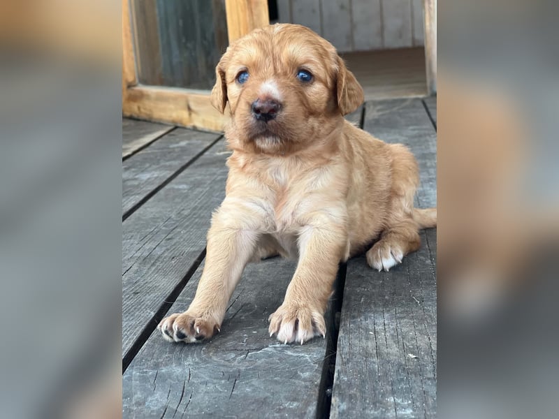 Golden Retriever Mix BEN (geb. Juni 2026) sucht eine Familie!