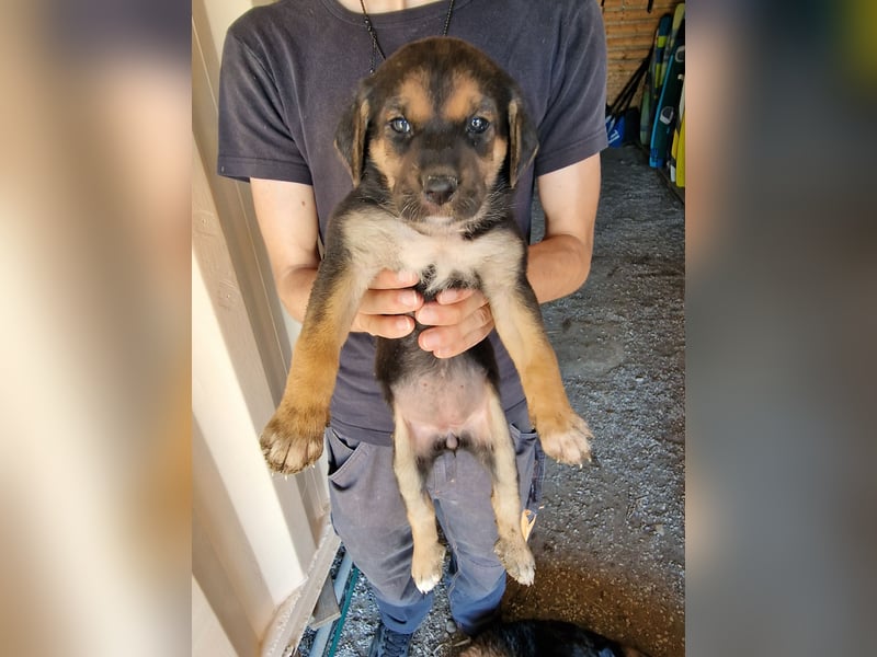 Golden Retriever Mix COCO (geb. Juni 2026) sucht eine Familie!