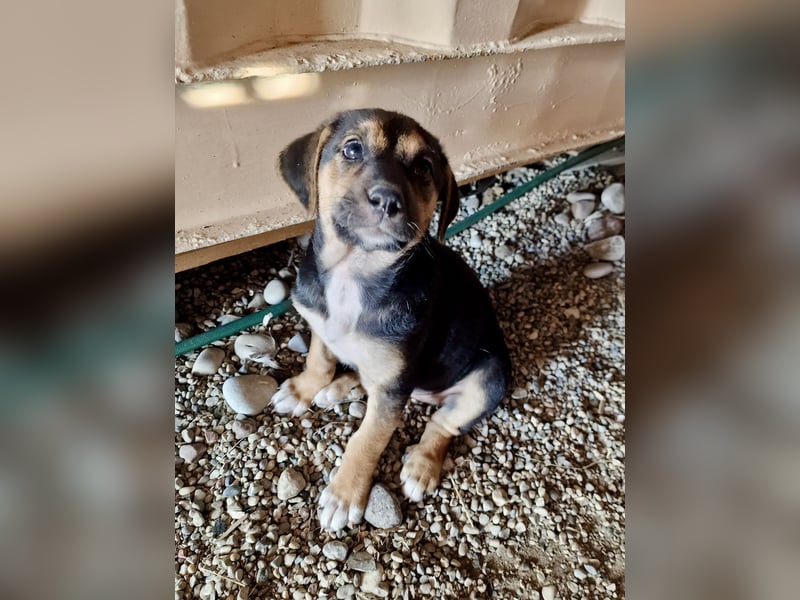 Golden Retriever Mix COCO (geb. Juni 2026) sucht eine Familie!
