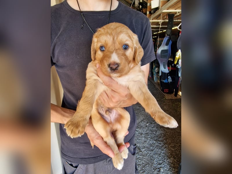 Golden Retriever Mix BEN (geb. Juni 2026) sucht eine Familie!