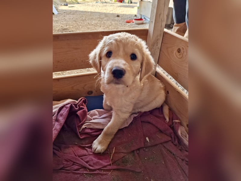 Retriever Mix FELIX (geb. Juni 2026) sucht eine Familie!