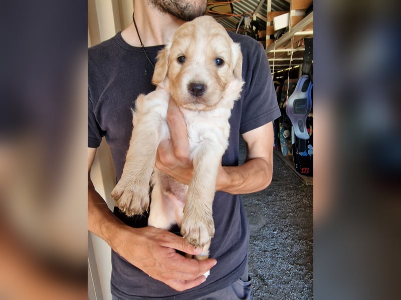Retriever Mix FELIX (geb. Juni 2026) sucht eine Familie!
