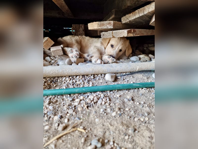 Retriever Mix FELIX (geb. Juni 2026) sucht eine Familie!