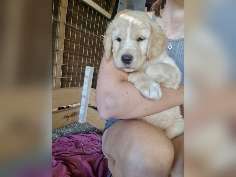 Retriever Mix FELIX (geb. Juni 2026) sucht eine Familie!