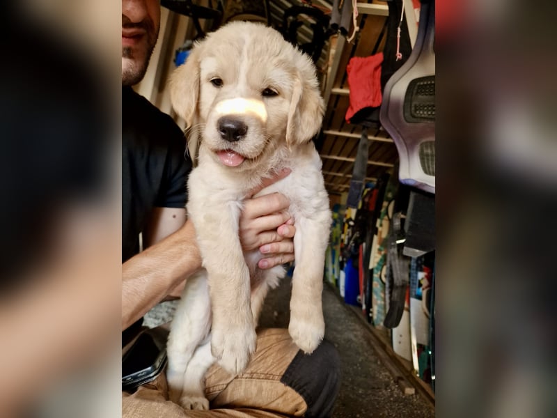 Retriever Mix FELIX (geb. Juni 2026) sucht eine Familie!