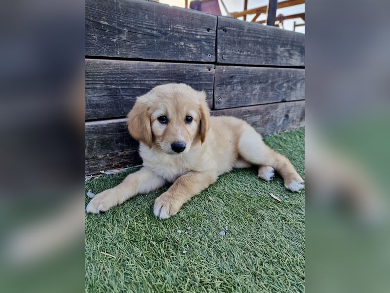 Golden Retriever Mix LILLY (geb. Juni 2026) sucht eine Familie!