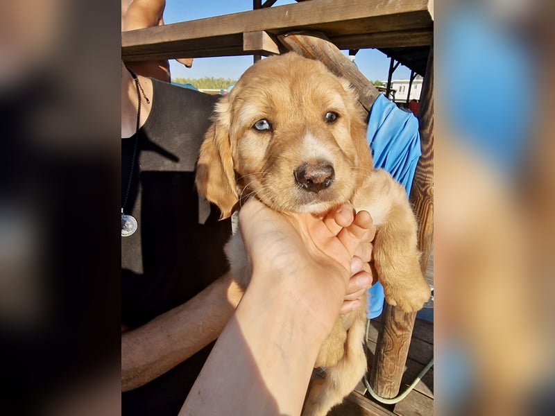 Golden Retriever Mix BEN (geb. Juni 2026) sucht eine Familie!