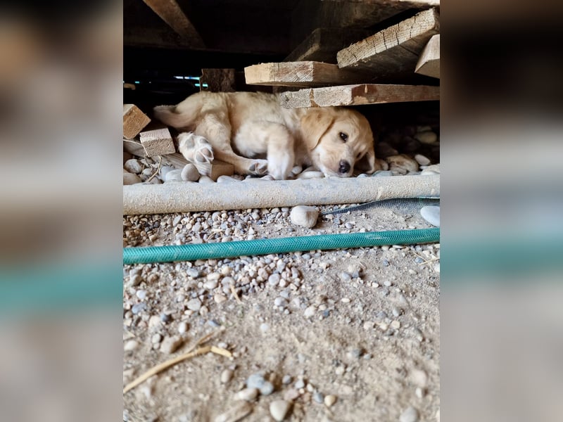 Retriever Mix FELIX (geb. Juni 2026) sucht eine Familie!