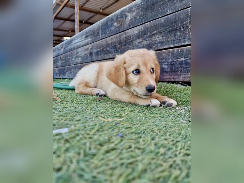 Golden Retriever Mix LILLY (geb. Juni 2026) sucht eine Familie!