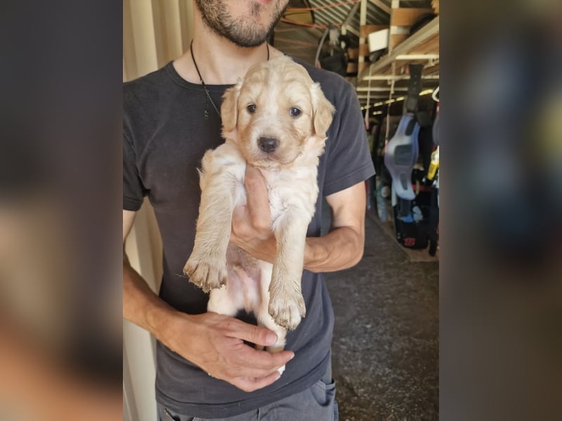 Retriever Mix FELIX (geb. Juni 2026) sucht eine Familie!