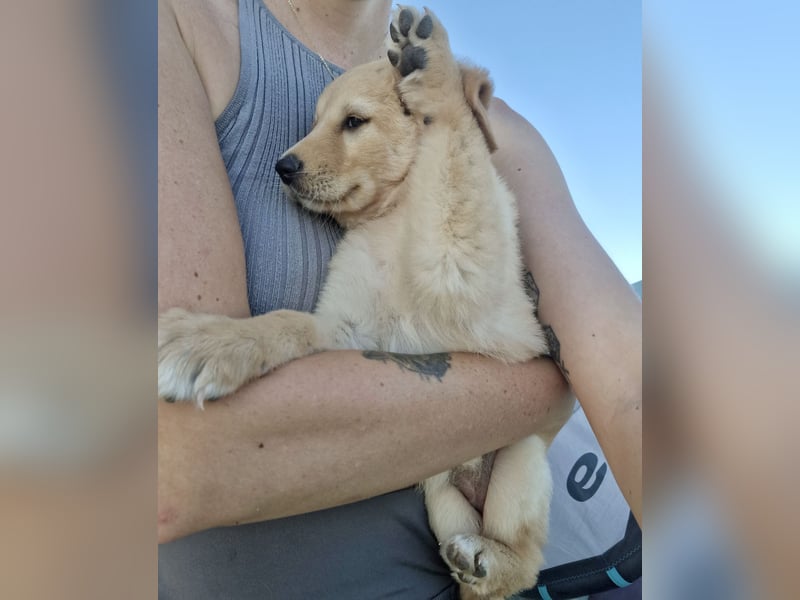 Golden Retriever Mix LILLY (geb. Juni 2026) sucht eine Familie!