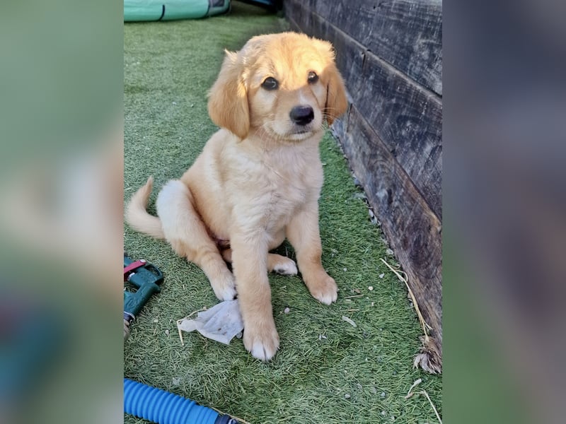 Golden Retriever Mix LILLY (geb. Juni 2026) sucht eine Familie!