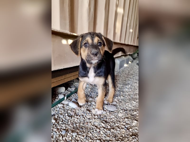 Golden Retriever Mix COCO (geb. Juni 2026) sucht eine Familie!