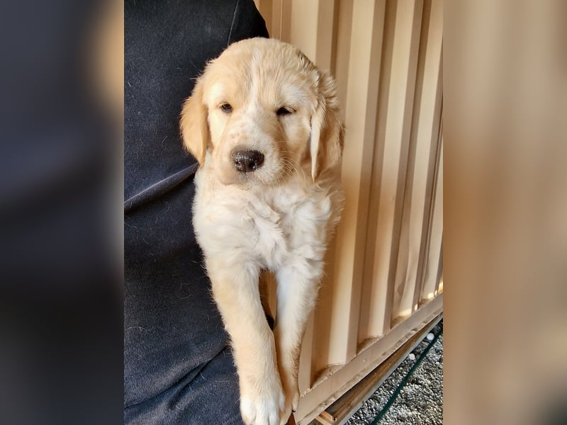 Retriever Mix FELIX (geb. Juni 2026) sucht eine Familie!