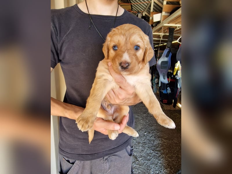Golden Retriever Mix BEN (geb. Juni 2026) sucht eine Familie!