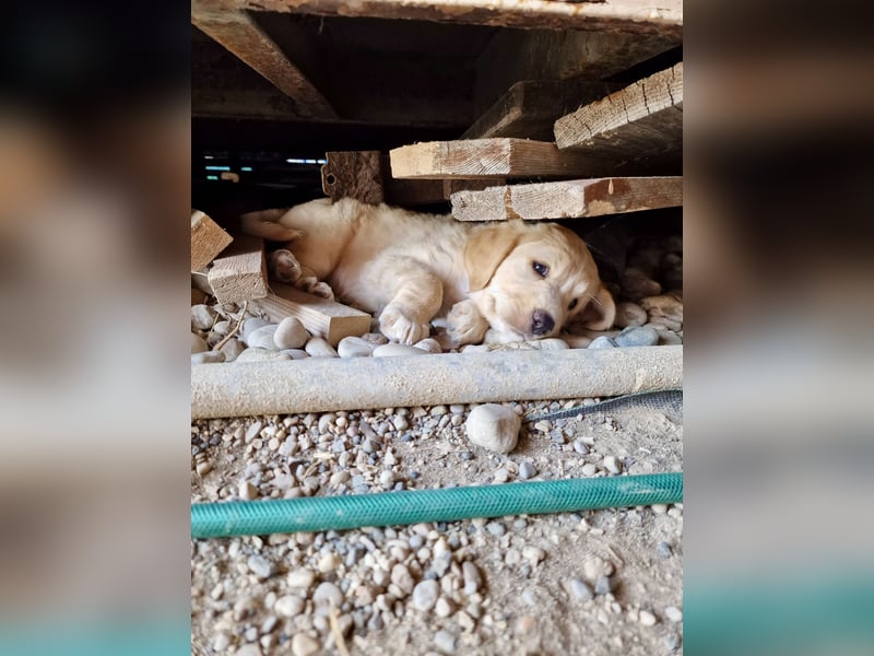 Retriever Mix FELIX (geb. Juni 2026) sucht eine Familie!