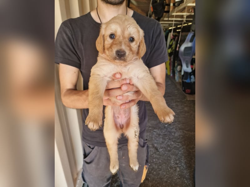 Golden Retriever Mix LILLY (geb. Juni 2026) sucht eine Familie!