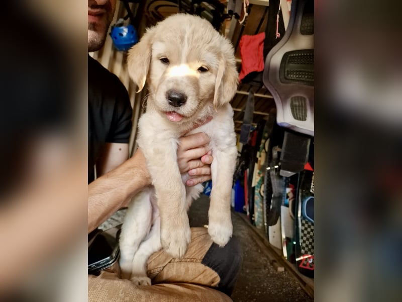 Retriever Mix FELIX (geb. Juni 2026) sucht eine Familie!